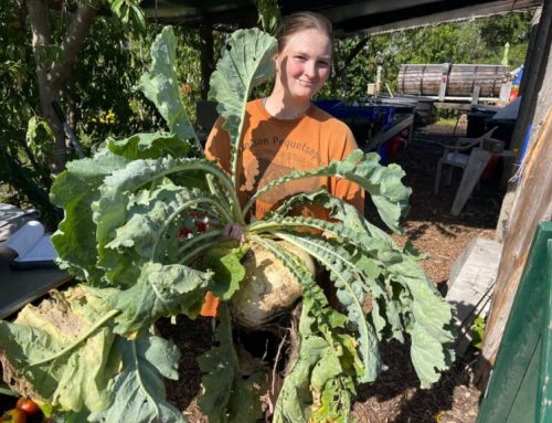 Giving Garden to harvest giant Eastham turnips
