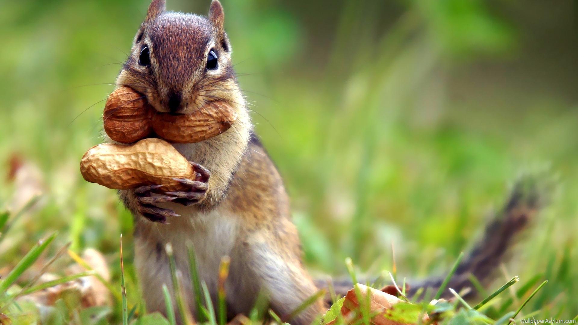 Adventures in Nature Squirrels! Denison Pequotsepos Nature Center