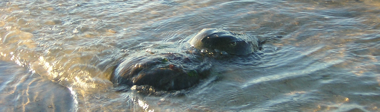 Horseshoe crabs