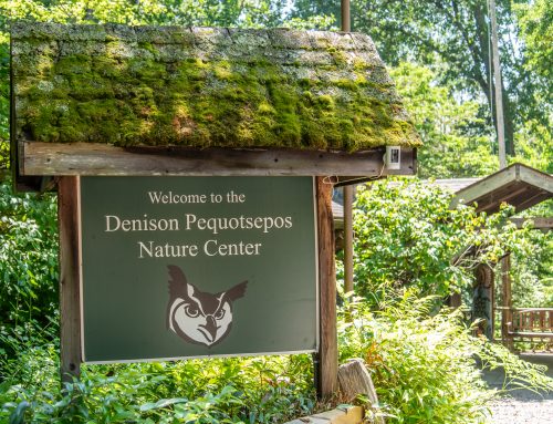 Charting the Future of DPNC: Early Findings in our Strategic Planning Process